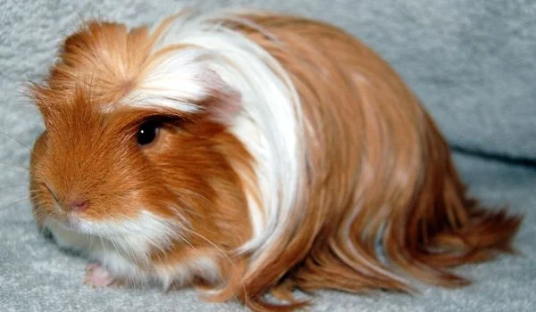 White and Brown Longhaired Silkie Guinea Pig