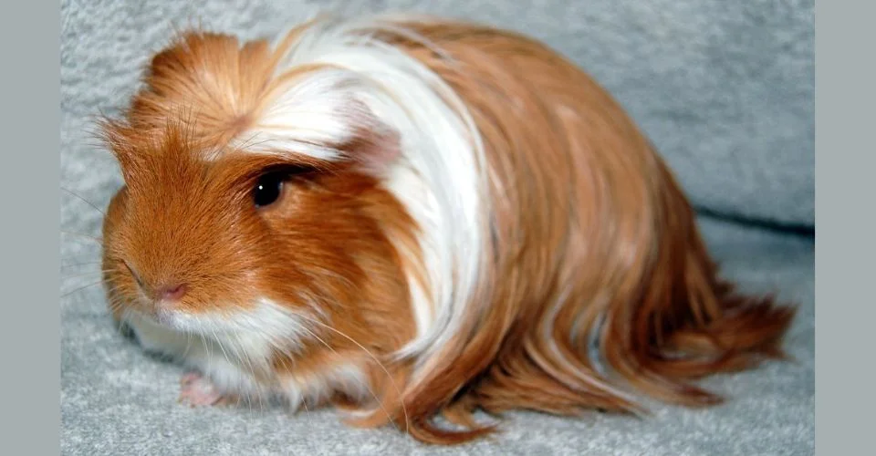 White and Orange Coronet Guinea pig with long hairs