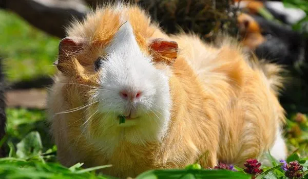 White and Orange Peruvian Guinea Pig in garden eating leaves