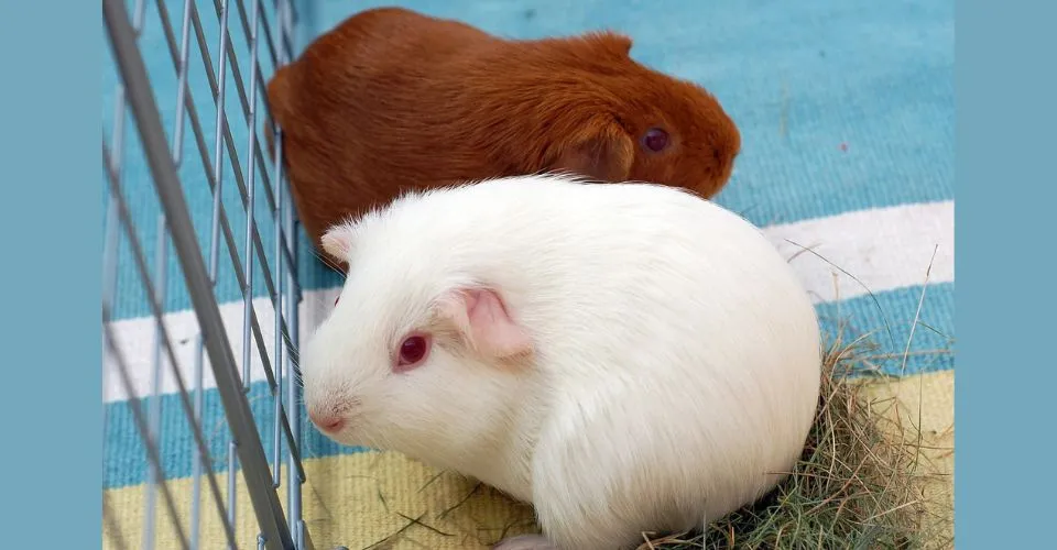White and Red American Guinea Pigs With Red Eyes in their cage
