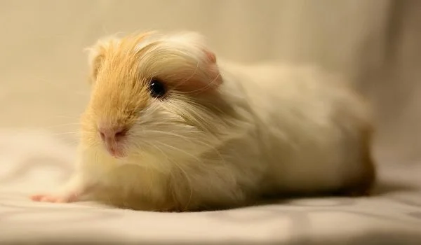 White and biege Silkie Guinea Pig