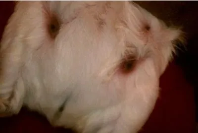 White guinea pig with three nipples