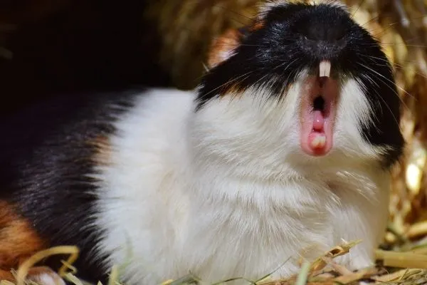 Guinea pig yawning