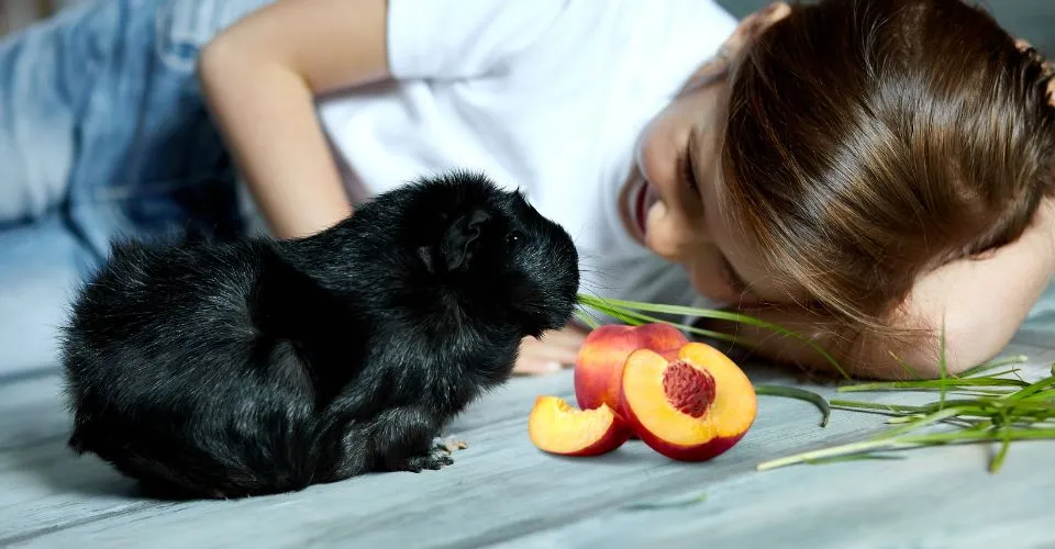 Young girl watching his Black Guinea Pig eating Grass with Nectanires sitting next to him