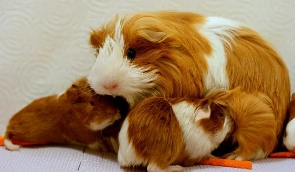 baby guinea pigs nursing