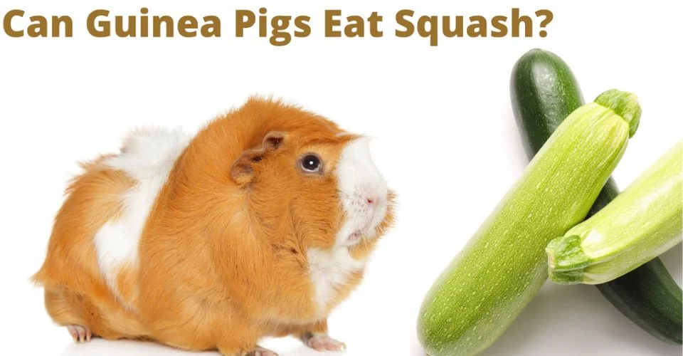 can guinea pigs eat squash