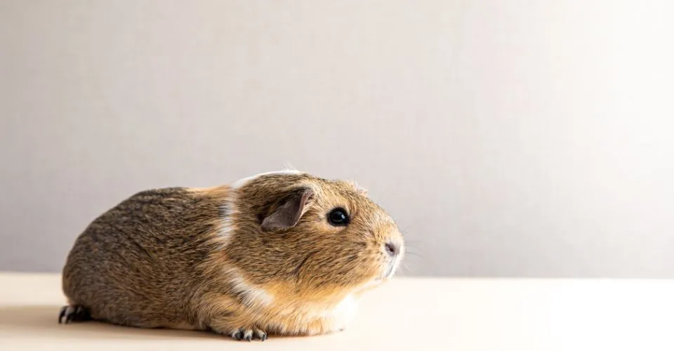 Guinea pig with a round bum with no tail. do guinea pigs have a tail