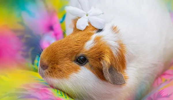 girl guinea pig with a flower on head