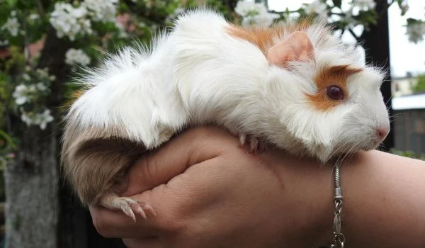 close up of a girl properly holding a guinea pig