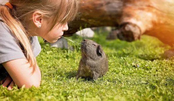 girl playing with her guinea pig