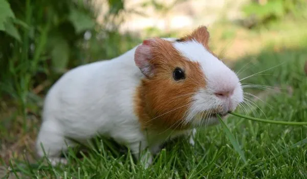 Happy guinea pig eating grass in garden