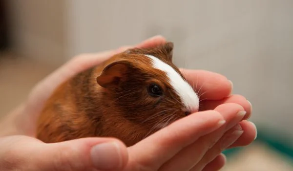 holding baby guinea pig in hand