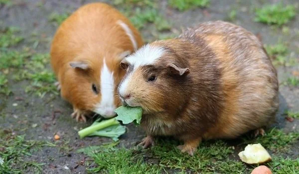 is spinach good for guinea pigs