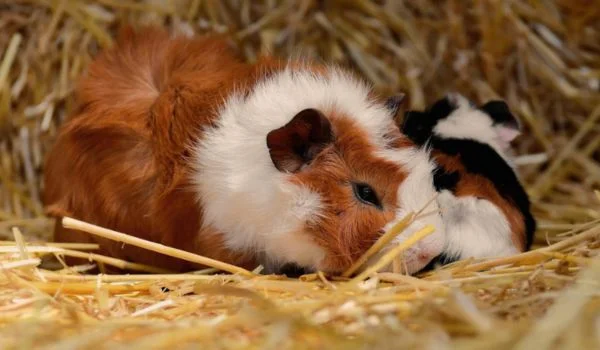 malnurished mama guinea pigs with her pups