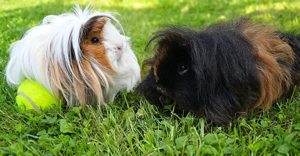 white and black Peruvian Guinea Pig Playing a Tennis Ball on lawn