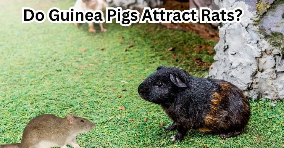 Do Guinea Pigs Attract Rats