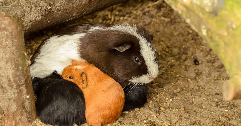 Mama Guinea Pig With Her pups